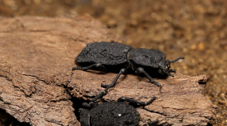Eeste pequeño escarabajo que habita en las zonas desérticas de la costa oeste de Estados Unidos, tiene la particularidad de soportar 39.000 veces su peso. .