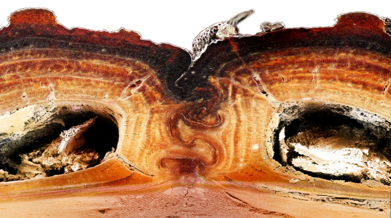 La sección transversal de la sutura medial en la cual se unen las dos mitades de los élitros del insecto, revela una estructura formada como rompecabezas, que garantiza la durabilidad del escarabajo diabólico.