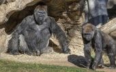 El hábitat de primates permite que los grandes simios estén a una distancia segura de todos los huéspedes y posen sin riesgo para la salud pública.
