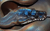 Esta especie de serpiente, llamada Achalinus zugorum, tiene características y comportamientos diferentes a sus demás parientes.