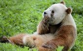 Qizai se relaciona sin problemas con otras especies de panda.