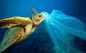 El reciclaje de plástico y el cuidado de especies marinas son acciones que contribuyen a la salvar los océanos.