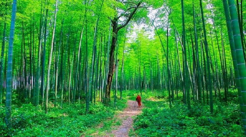 Bosque de bambú de Sagano, Japón. Según la Organización de las Naciones Unidas (ONU), más de 2.000 culturas indígenas viven de estos entornos naturales.