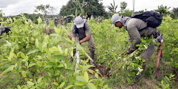 Colombia concentra el 40 por ciento de su producción de coca en zonas fronterizas, según el informe de la Unodc.