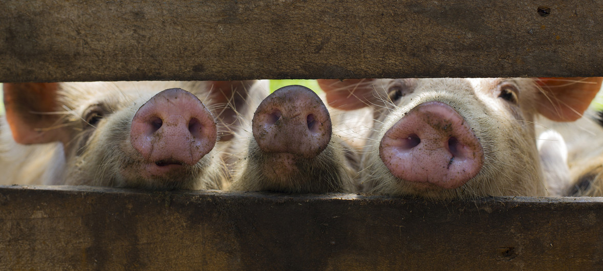 Las autoridades cubanas instaron a los cuidadores porcinos a realizar inspecciones clínicas a sus crías.