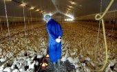 Francia notificó el sacrificio de 36.000 aves ante la de la expansión de la enfermedad.