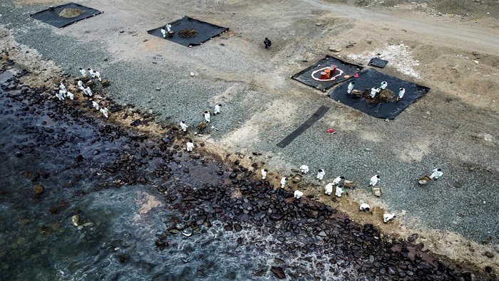 Miles de personas continúan trabajando para limpiar los 100 km de costa afectados por el derrame de petróleo.