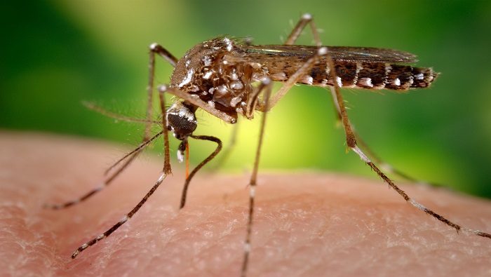 Los casos de la afección transmitida por el mosquito Aedes aegypti están en aumento no solo a nivel nacional, sino en toda la región por el cambio climático.