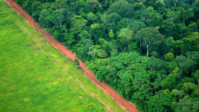 Meta, Caquetá, Guaviare, Putumayo, Norte de Santander y Antioquia son los departamentos más afectados por la deforestación.