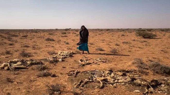 El cuerno africano sufre la peor sequía en 40 años.