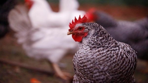 Datos oficiales indican que Ecuador cuenta con unos 263 millones de pollos y 16 millones de aves ponedoras.