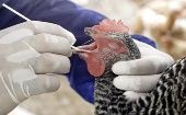 Hasta el momento se han detectado dos focos de infección del virus H5N1 en pelícanos y aves silvestres migratorias provenientes de Centroamérica.