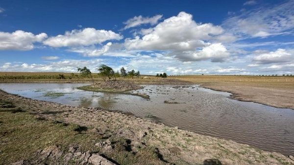 Sequía deja daños en sector agropecuario de Uruguay