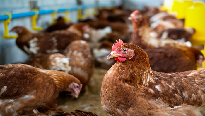 Medios locales alertan que la gripe aviar se convirtió en una amenaza al abastecimiento de huevos en un contexto de alza de los precios.