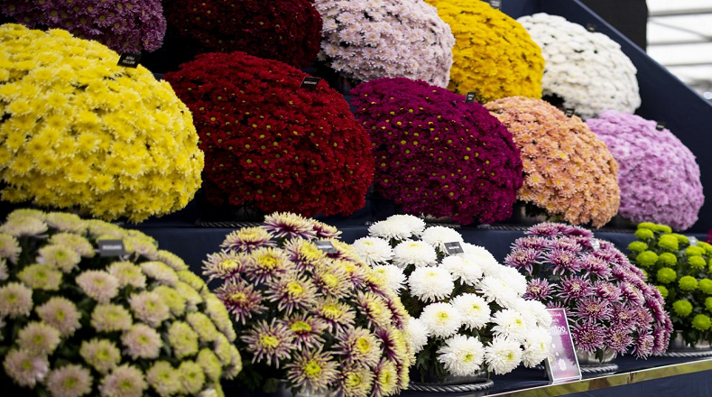 En la Exhibición Floral de Chelsea 2023 se dan cita los mejores cultivadores y viveros para exhibir sus ejemplares más destacados, además de compartir experiencias.