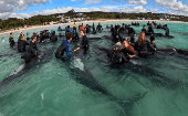 El fenómeno de ballenas pilotos y otros mamíferos marinos que encallan en playas es común en Australia y Nueva Zelanda.