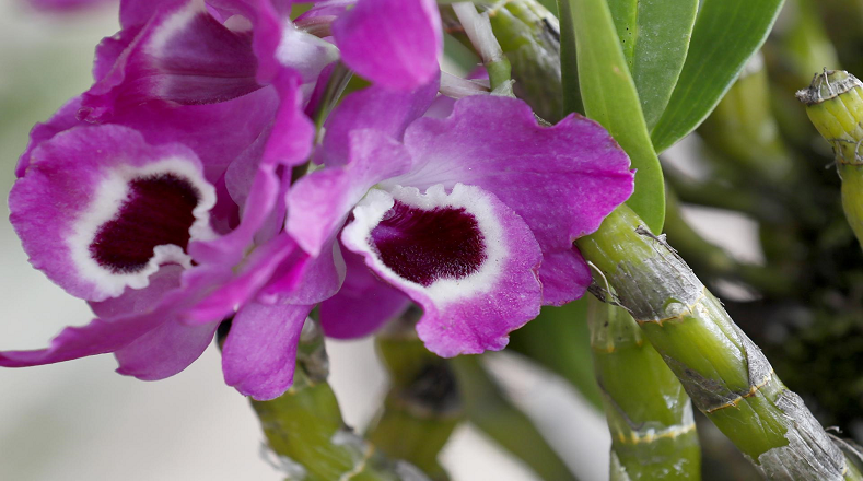 Las orquídeas son consideradas las joyas naturales de la nación suramericana, no solo por su belleza sino por su importancia ecológica.