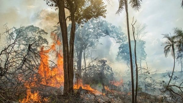 Constatan tendencia a disminución de incendios en Amazonía brasileña